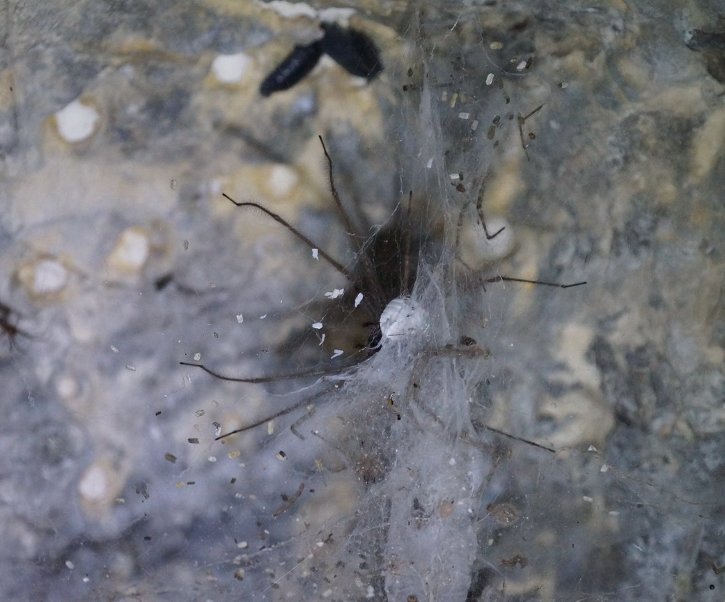 Tegenaria parietina - Monte Sant''Angelo (FG)